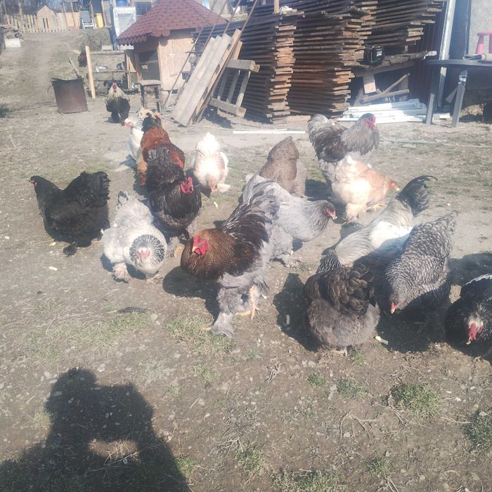 Oua de la găini brahma.