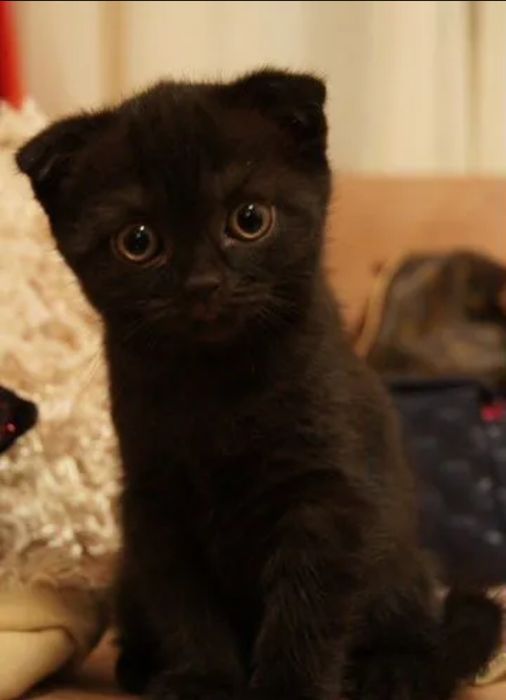Котята девочки вислоухие.