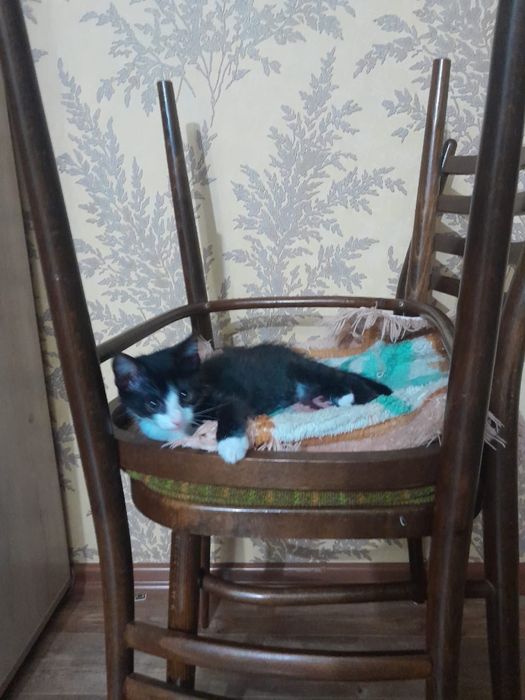 Отдам котят в добрые руки
