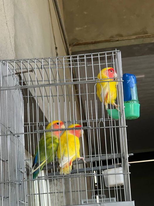 To’tila sotiladi qafasi bilan