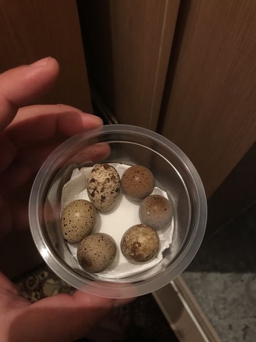 ITALIYA bedana tuxumlari sotiladi