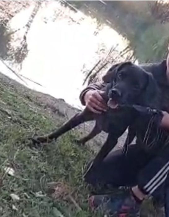 Отдам щенка метис спаниеля