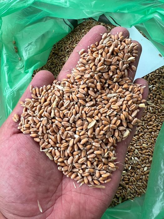 Пшеница.Платный чат! Все корма.