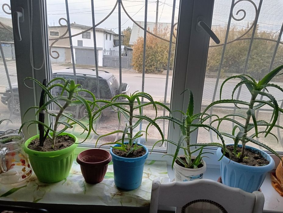 Продам Алоэ 3-х  летка