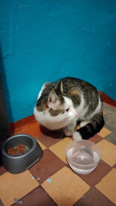 Потерялся кот домашний