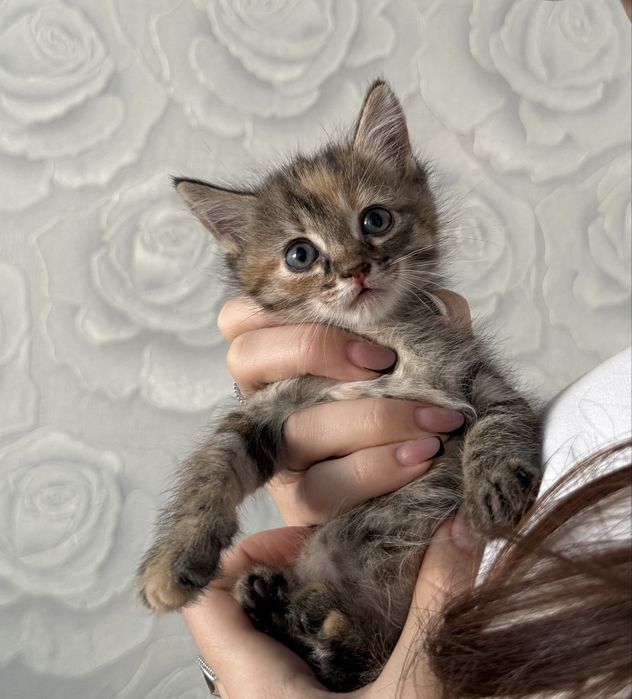 Отдам котят в добыре руки