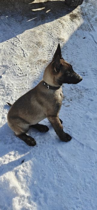 Бельгийская овчарка Малинуа