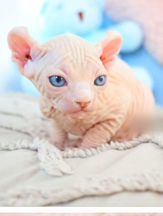 Котенца сфинкс елф