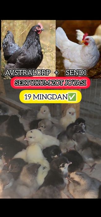 AVSTRALORP VA SENDI ZOTI Qoshilgan JOJALAR Gibrid Австрлалорп ва сенди