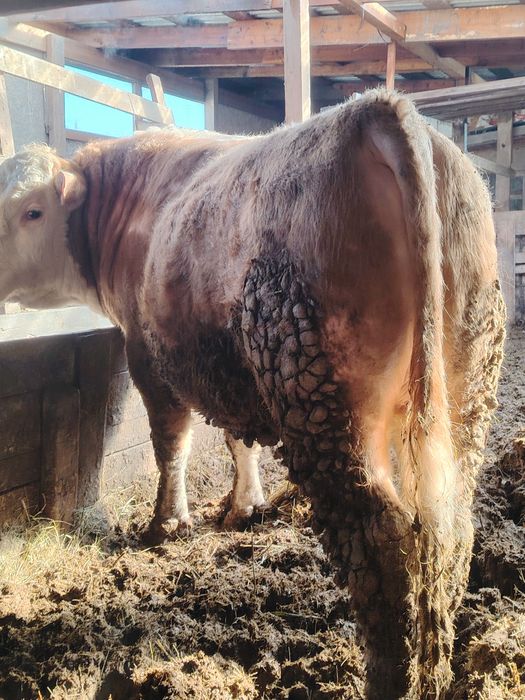 Продам двух быков.