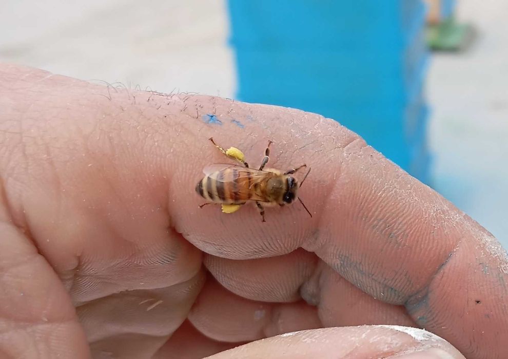 Отводки пчелни        .