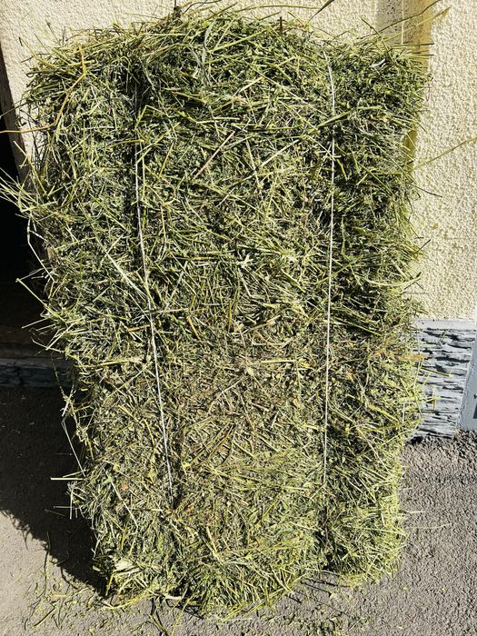 Люцерна продам продам