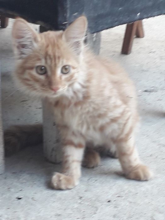 Кошка Скотиш страйт(Сибирьский)