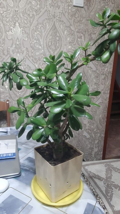 Продам комнатные цветы