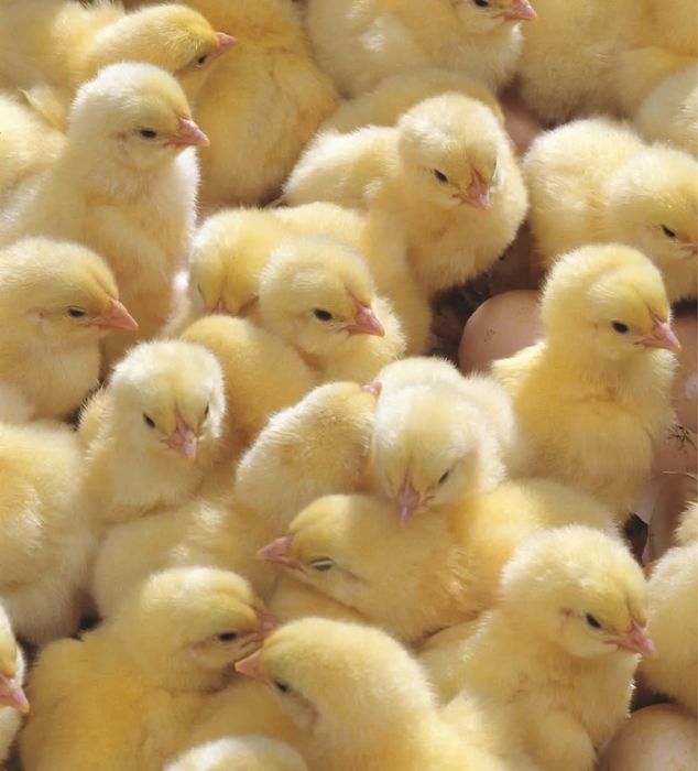 Балапан Адлер цыплята