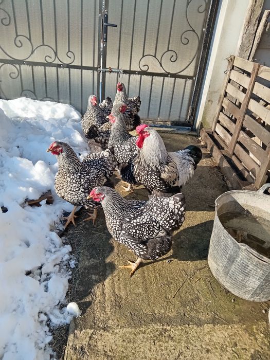 Ouă pentru incubat - Găini wiandote