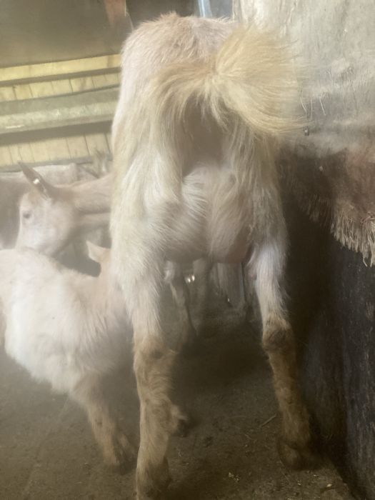 Vand caprite tinere 550 ron  buc