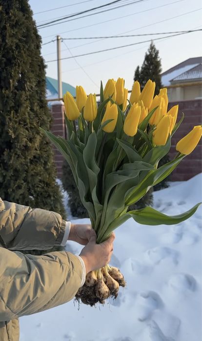 Тюльпаны оптом местные