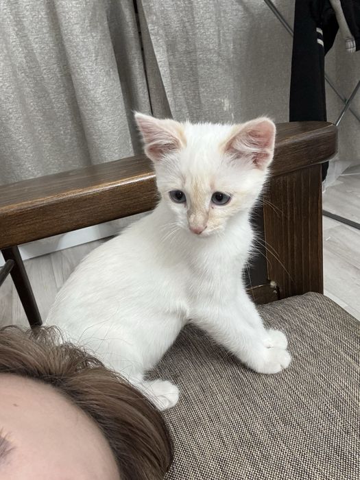 Котенок девочка, возраст 3 месяца