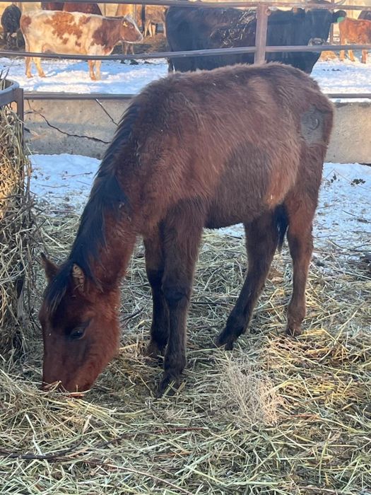 Тай бие кобылы тай