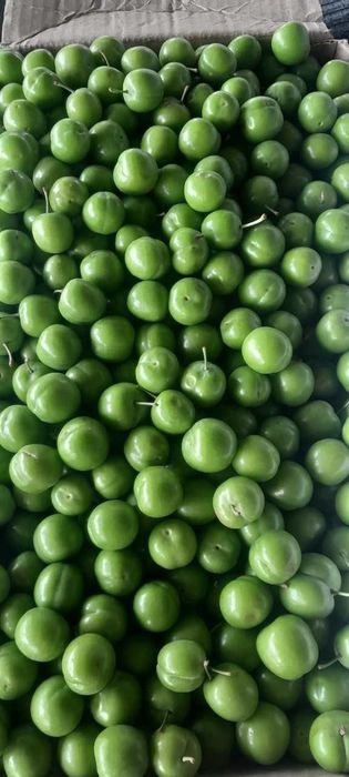 Dovcha va kuk sulton Seveji va muzlatilgani bor