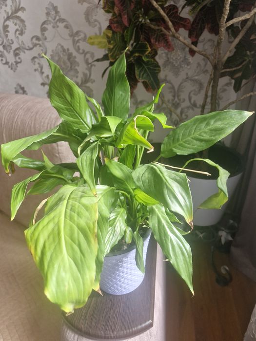 Продам комнатные цветы