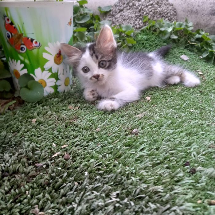 Котята в хорошие руки