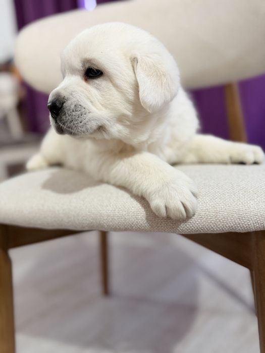 Продается лабродор