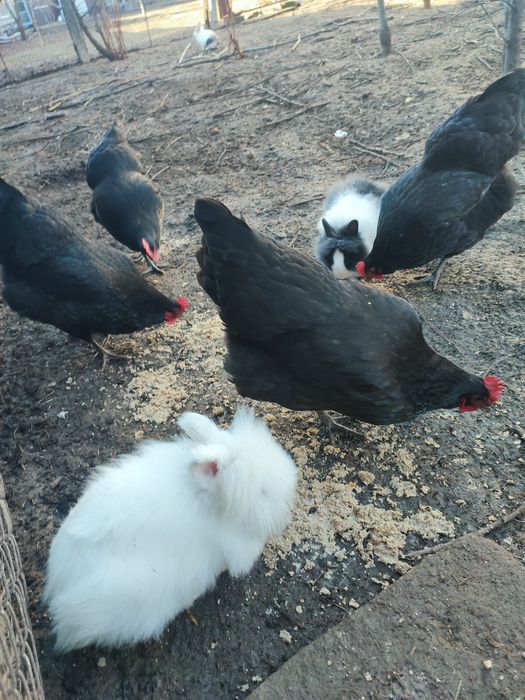 Ouă găini Australorp pentru incubat