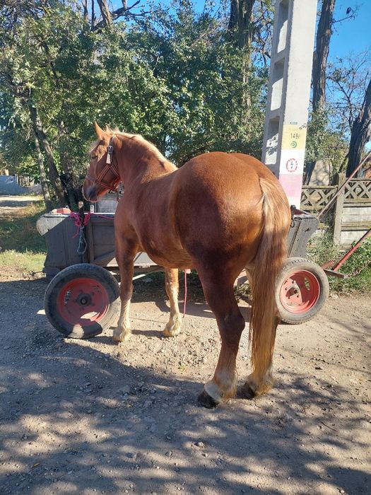 Vând manza semigrea