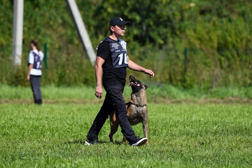 Вязка. Кобель малинуа