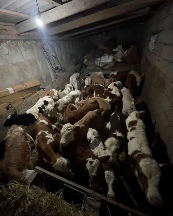 Продаётся корова симментальской породы.!!