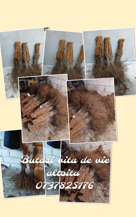 Producător butasi vita de vie