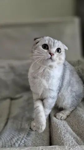Замечательный вислоухий котик в добрые руки!