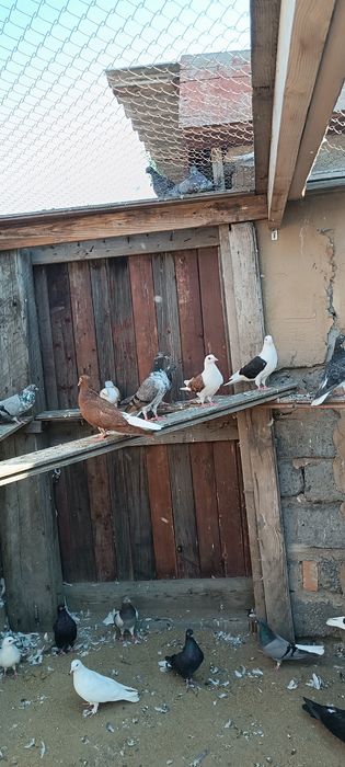 Красивая птица .