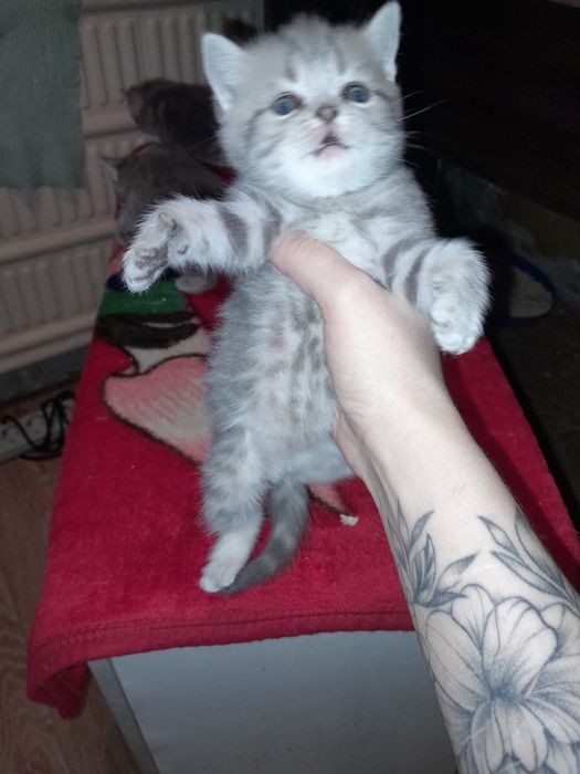 Продам прекрасных котят