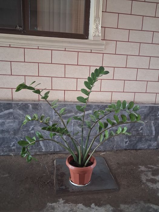 Цветы доллор /цветы