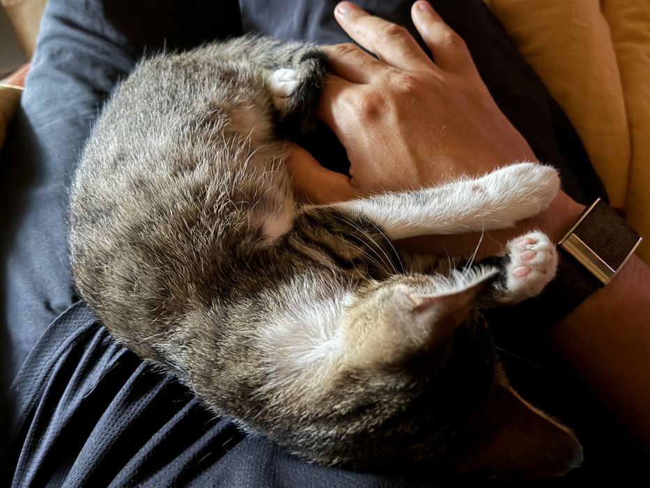 Motanel Extrem de Lipicios pentru adoptie
