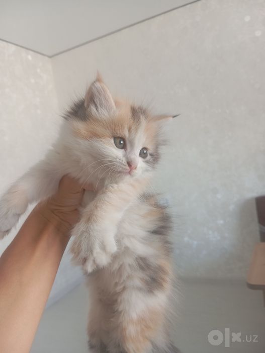 Отдам даром котят