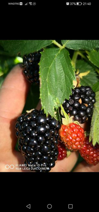 Drajonii mure Thornfree