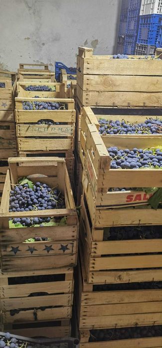 Struguri de masa Romanesti - Jud Prahova