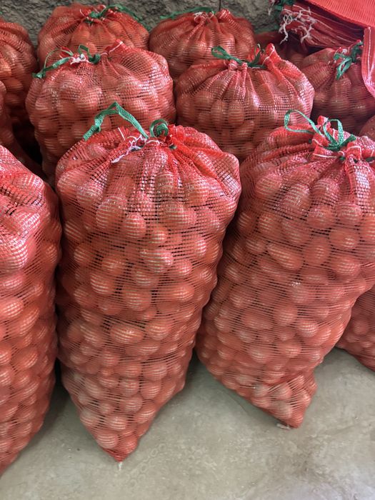 Картофель семенная