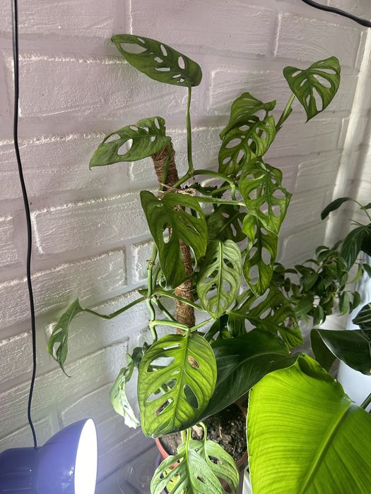 Растения как естественный фильтр воздуха