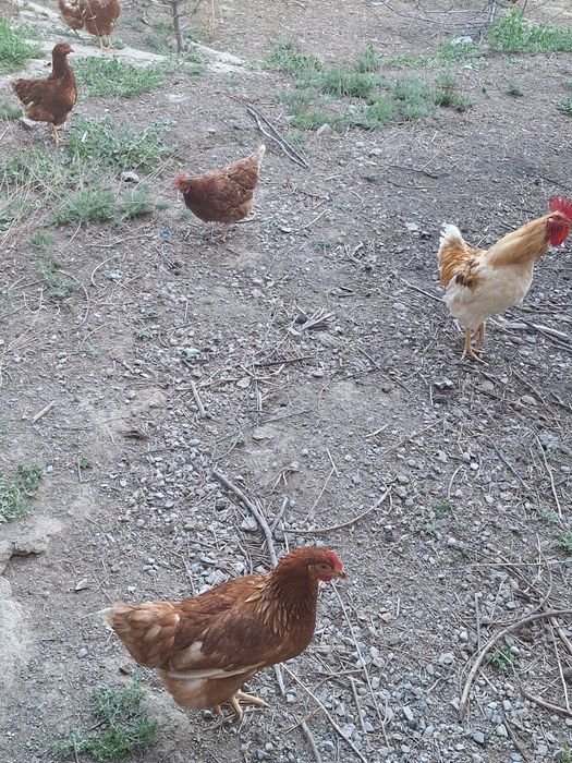 Ломан браун тавуқтары сатылады