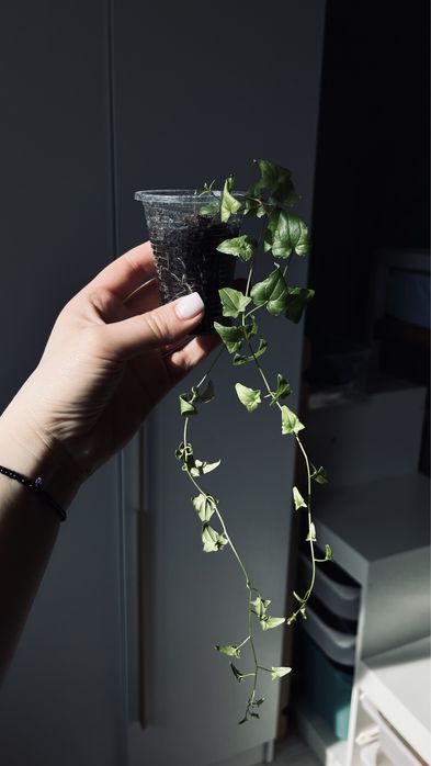 Лофоспермум розовый