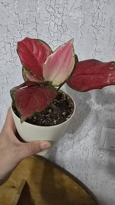 Продам Аглонему (адаптирован)