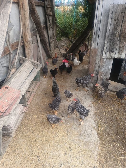 Pui de găină de vânzare