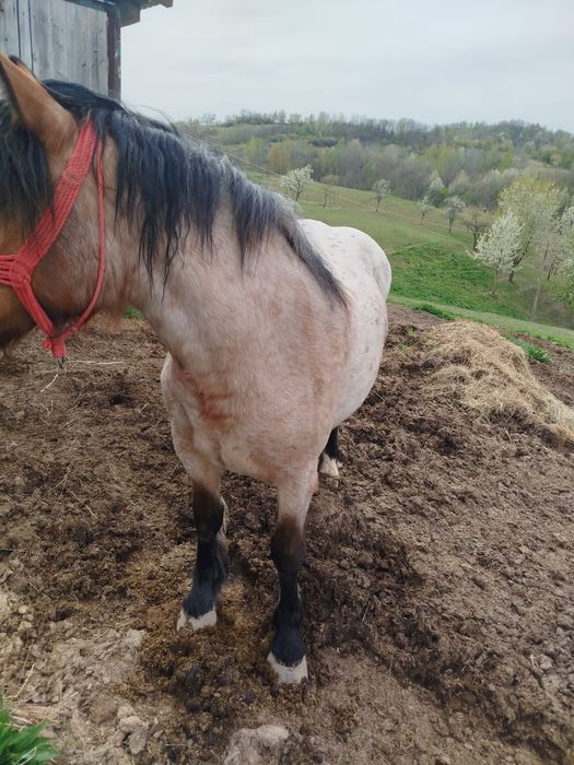 Iapa si manz de vanzare