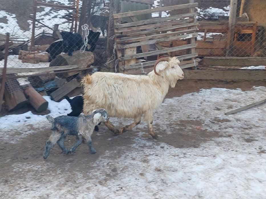 Жас ірі денелі лақты ешкі сатылады