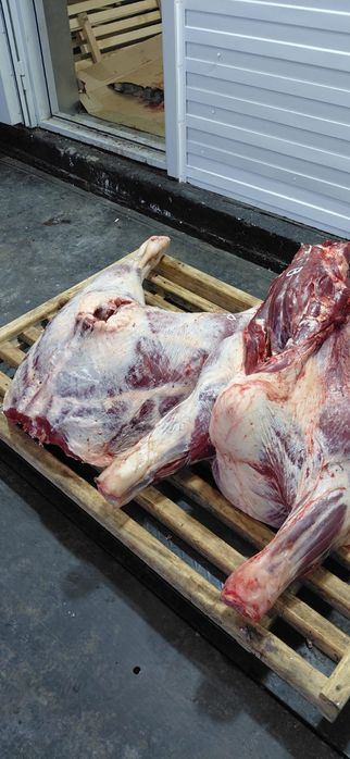 Мясо говядины конины баранины